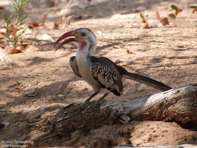 Calao de Damaraadulte, identification