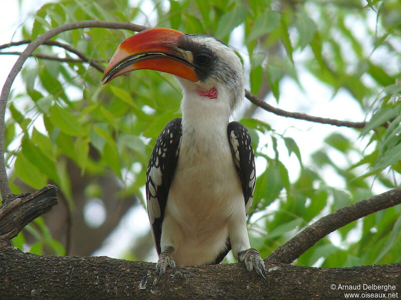 Jackson's Hornbill male