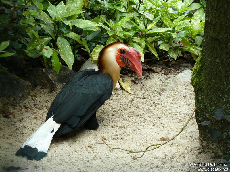 Writhed Hornbill