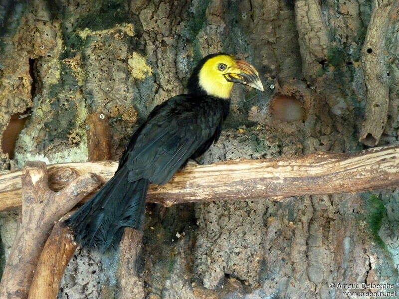 Sulawesi Hornbill