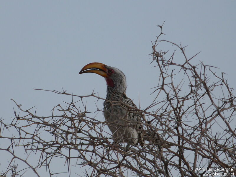 Southern Yellow-billed Hornbill