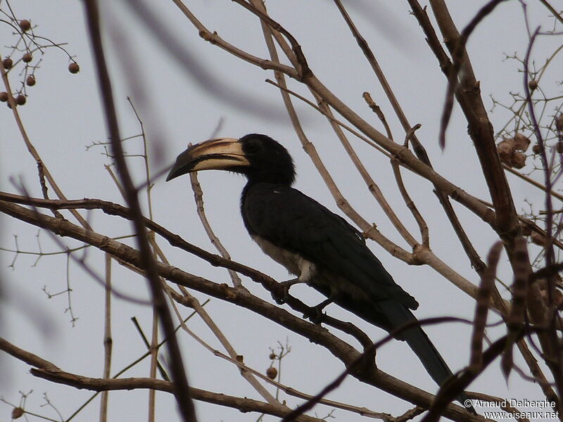 Congo Pied Hornbill