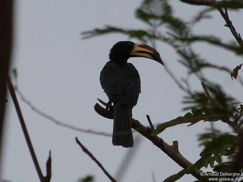 Congo Pied Hornbill