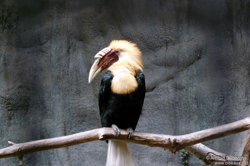 Blyth's Hornbill