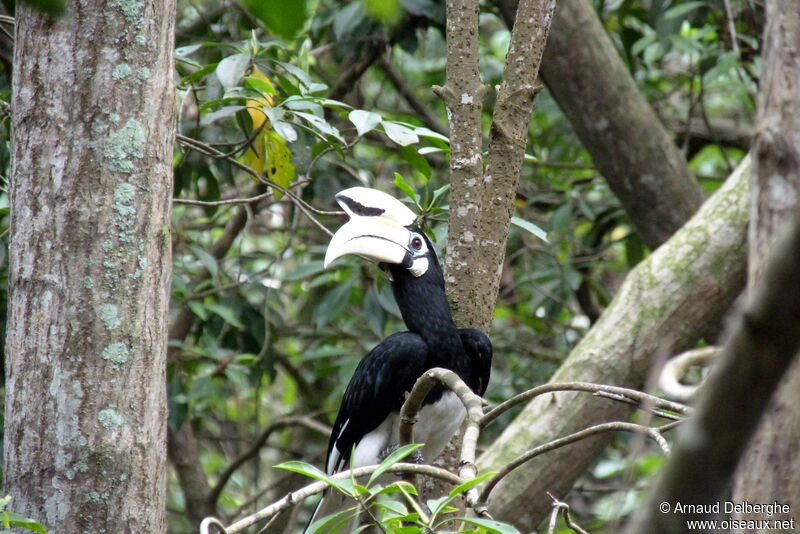 Oriental Pied Hornbill