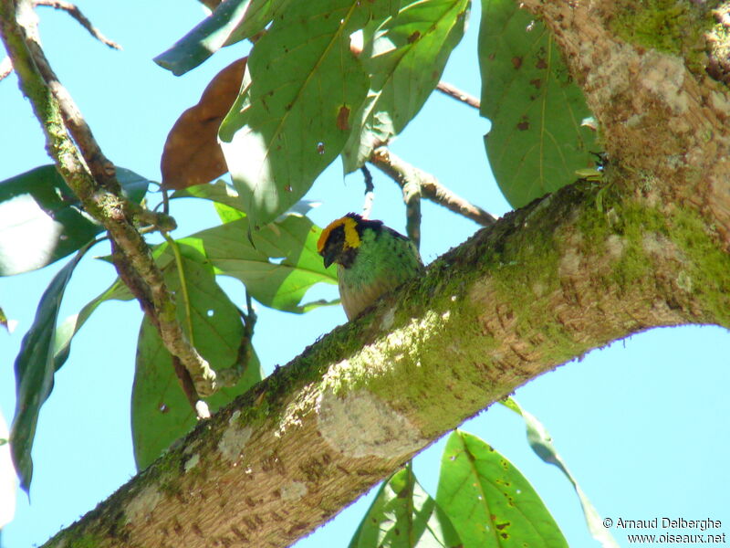 Saffron-crowned Tanager