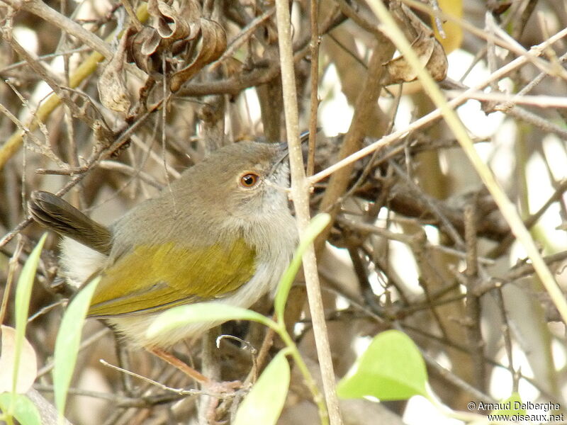 Grey-backed Camaroptera