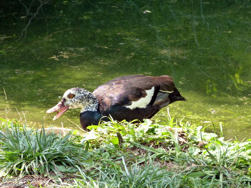 White-winged Duck