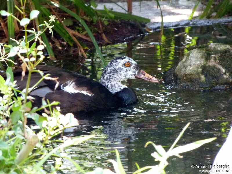 Canard à ailes blanches