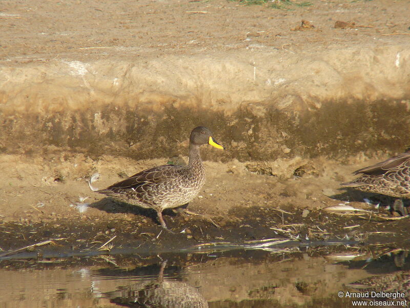 Canard à bec jaune