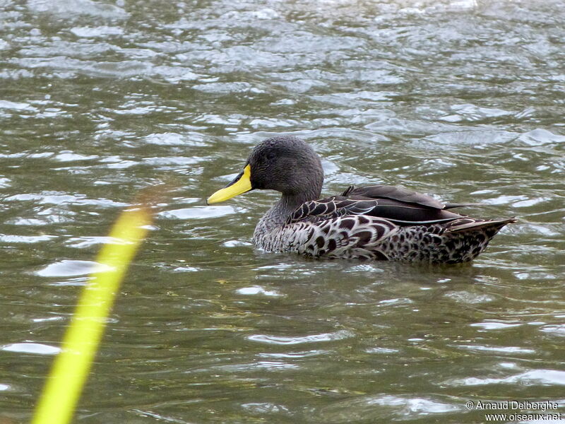 Canard à bec jaune