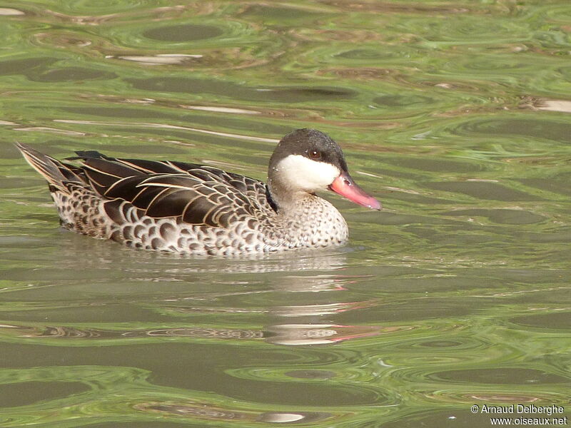 Canard à bec rouge