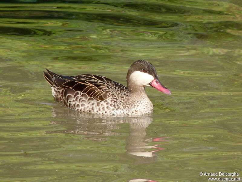 Canard à bec rouge