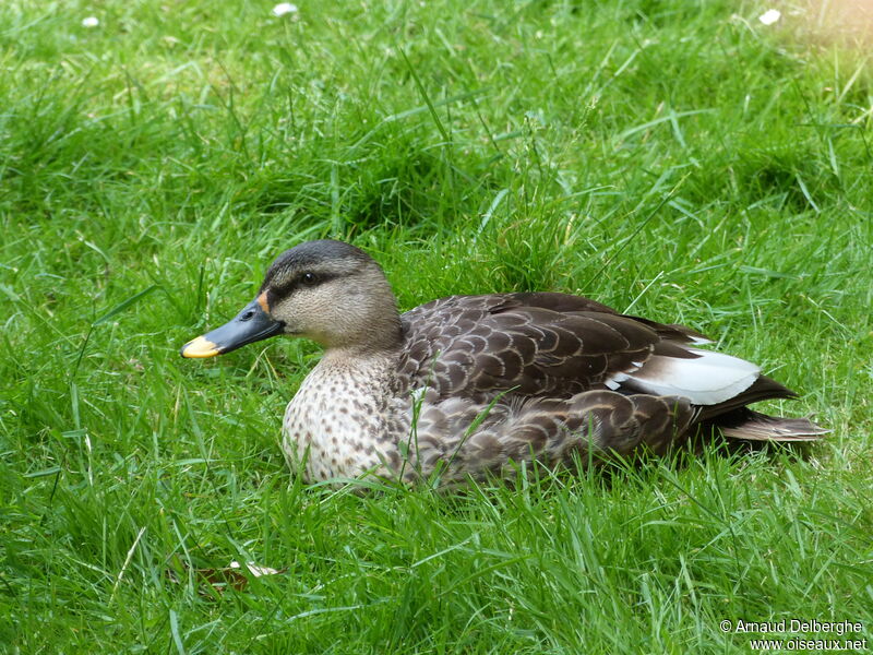 Canard à bec tacheté