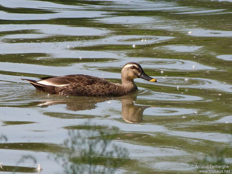 Canard à bec tacheté