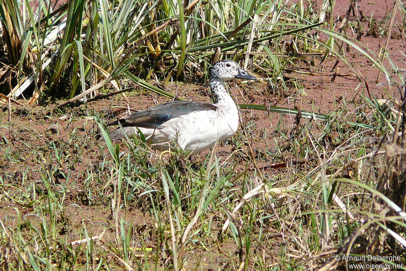 Canard à bosse femelle