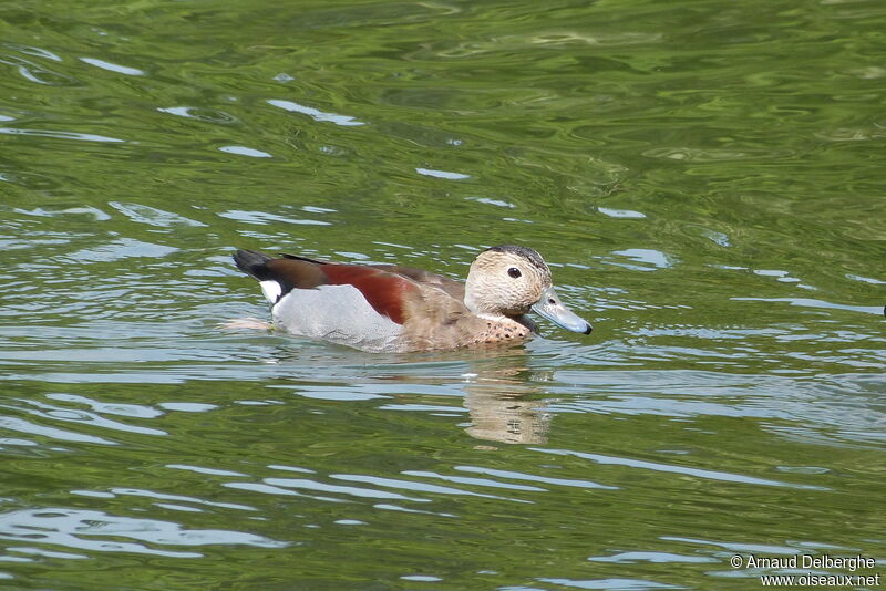 Ringed Teal