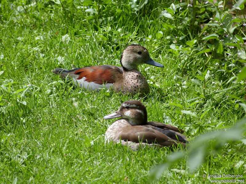 Ringed Teal