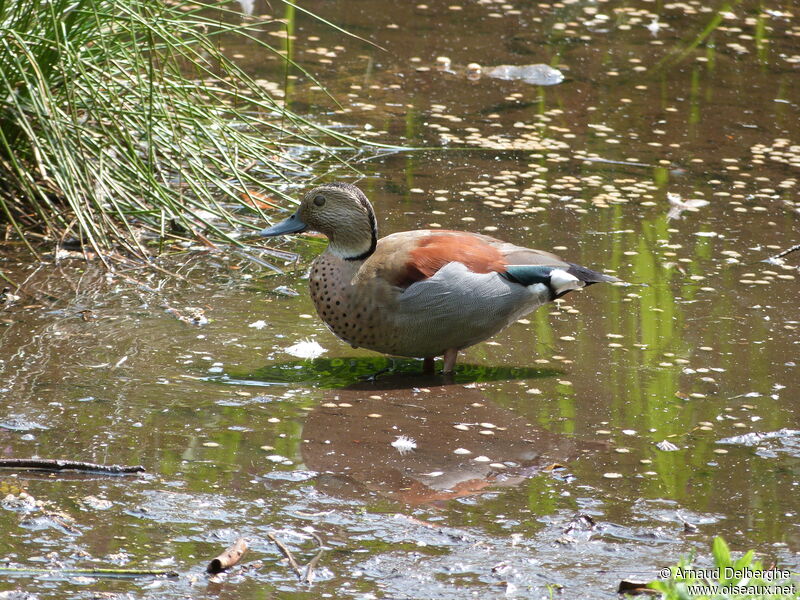 Ringed Teal