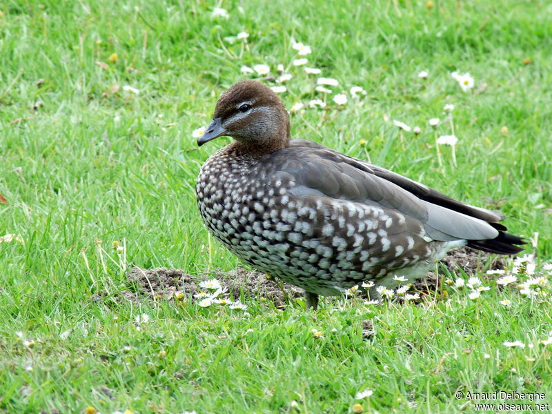 Canard à crinière femelle