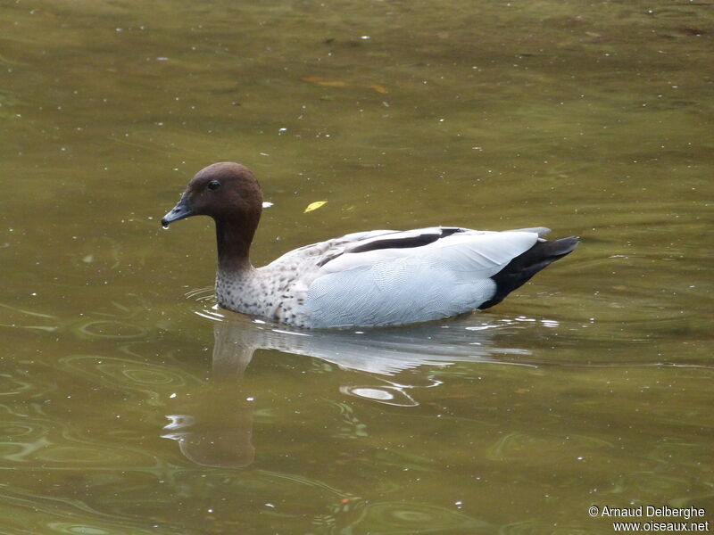 Canard à crinière mâle