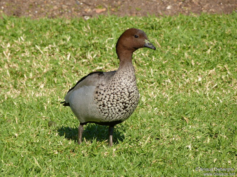 Canard à crinière mâle