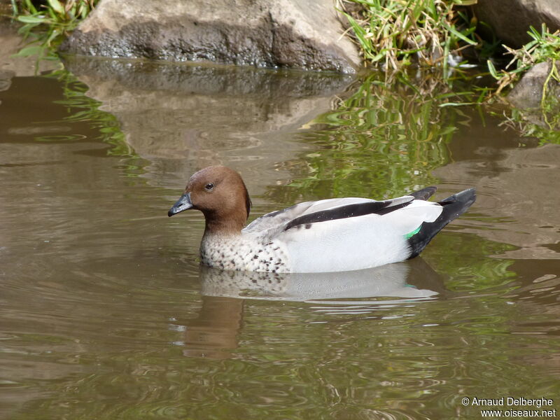 Canard à crinière mâle