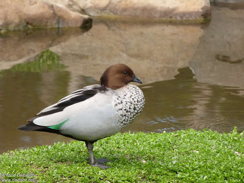 Canard à crinière mâle adulte, identification