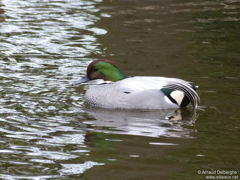 Falcated Duck