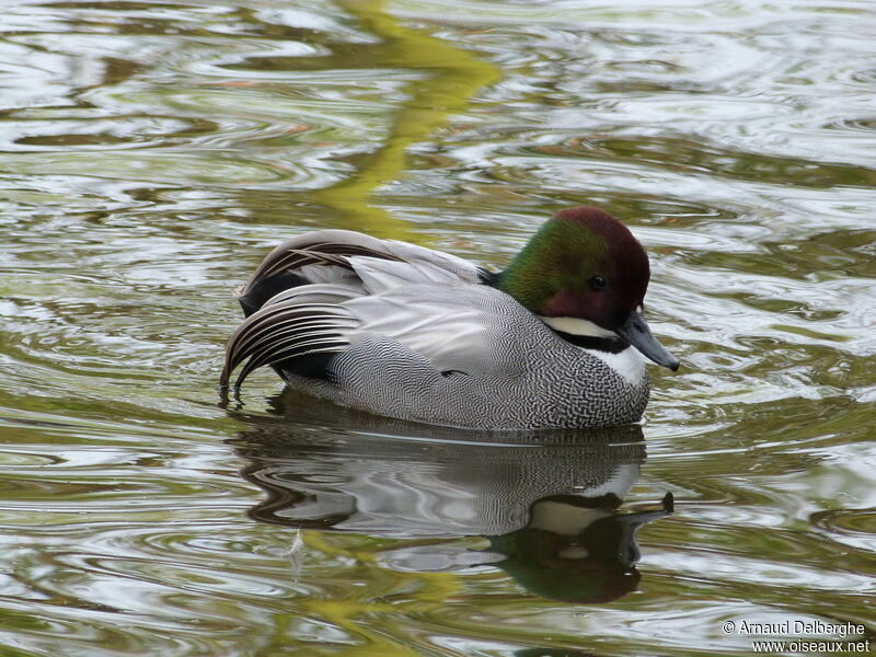 Canard à faucilles