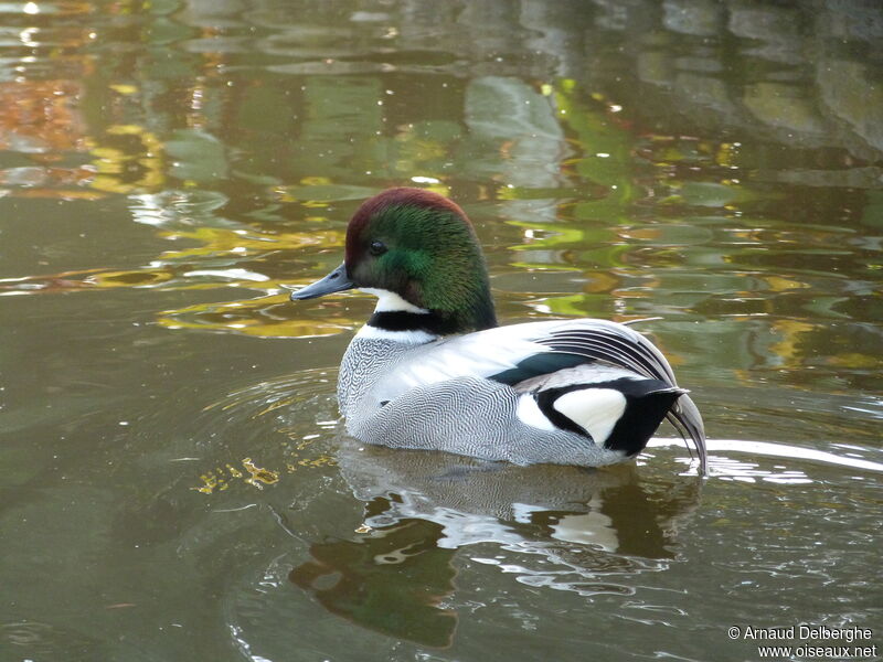 Canard à faucilles