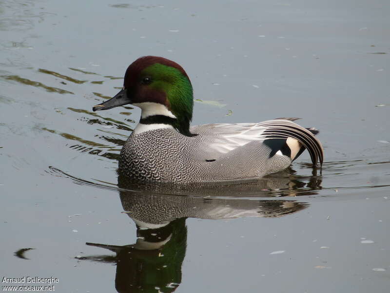 Canard à faucilles mâle, identification