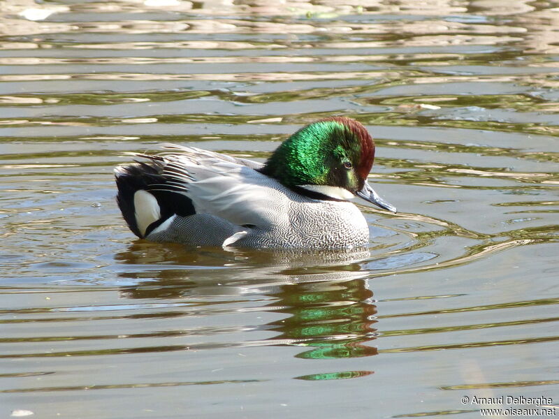 Falcated Duck