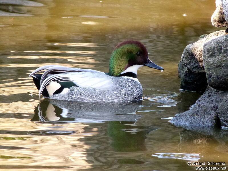 Falcated Duck