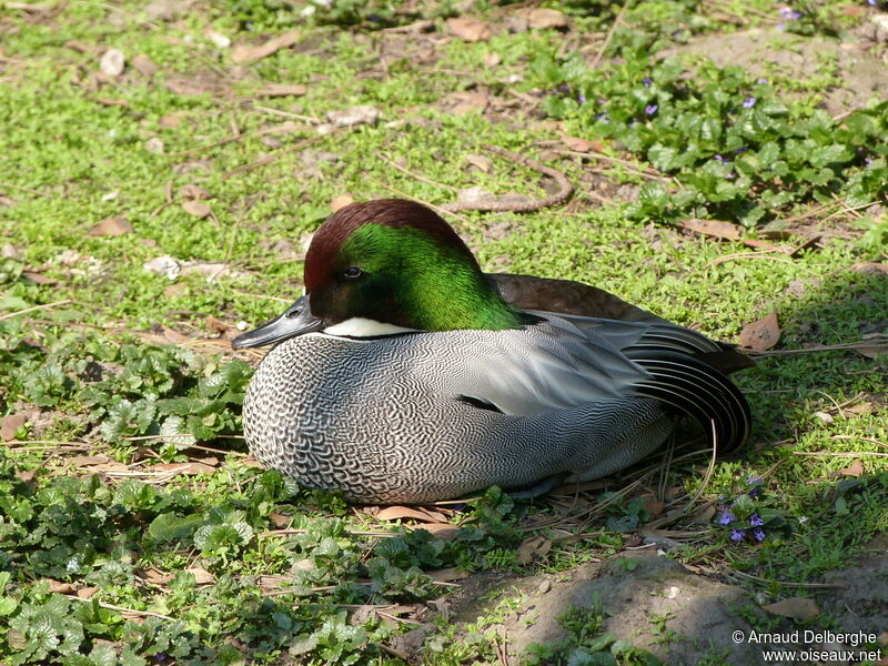 Falcated Duck