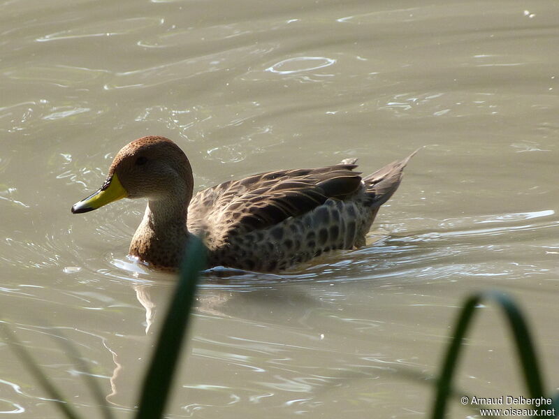 Yellow-billed Pintail