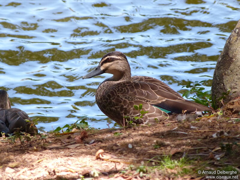 Pacific Black Duck