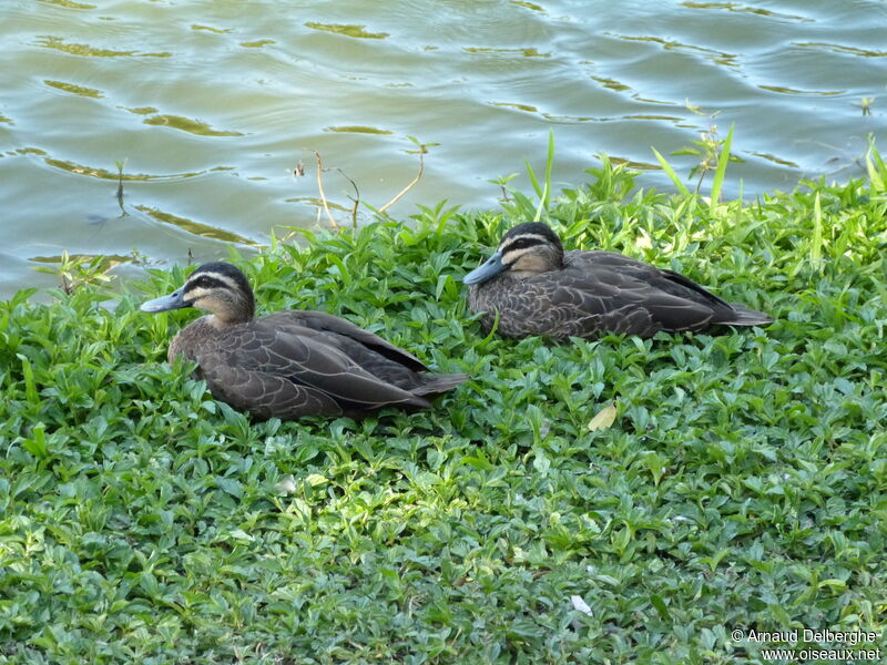 Canard à sourcils