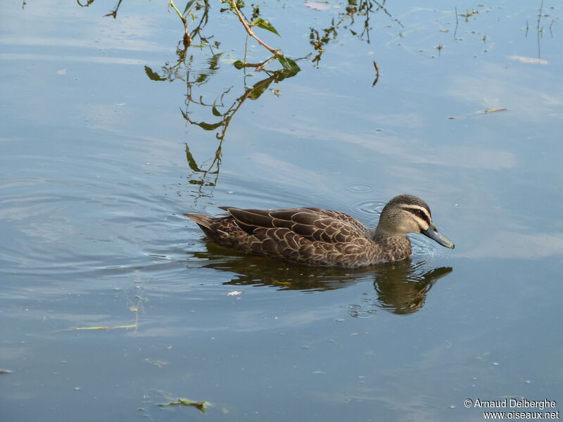 Pacific Black Duck