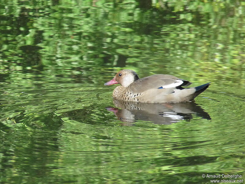 Canard amazonette mâle