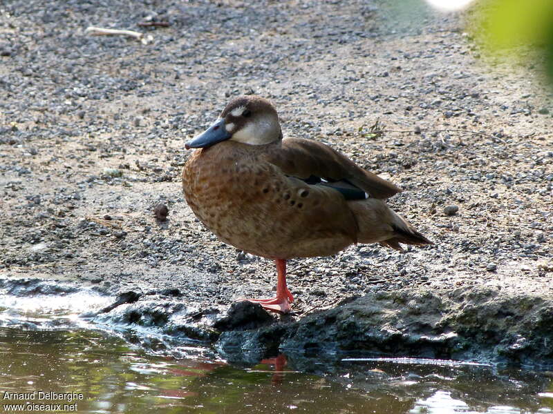 Canard amazonette femelle adulte, identification