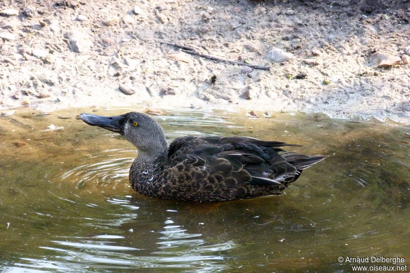 Australasian Shoveler