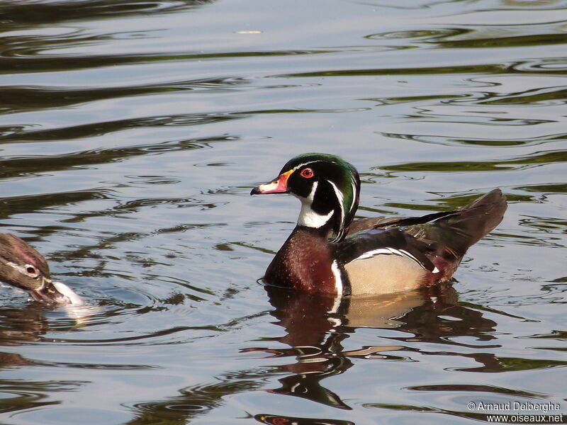 Wood Duck