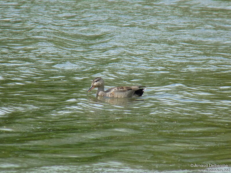 Canard chipeau