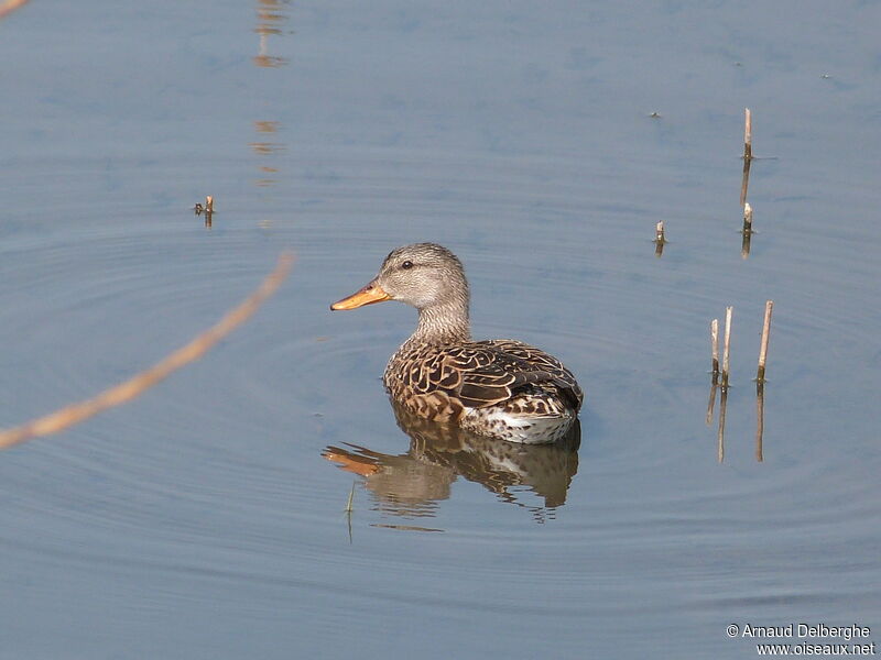 Canard chipeau femelle