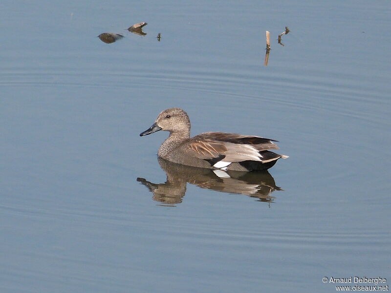 Gadwall male