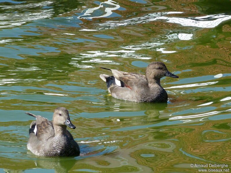 Gadwall