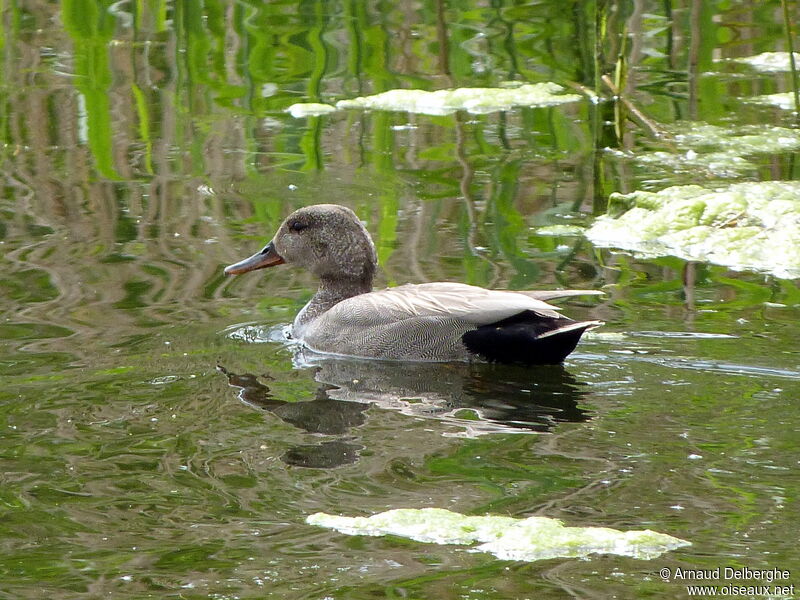 Canard chipeau