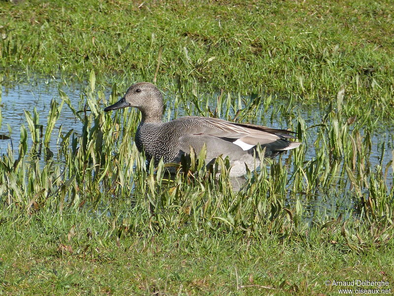 Canard chipeau