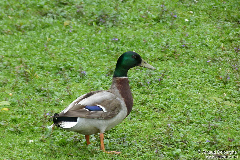 Mallard